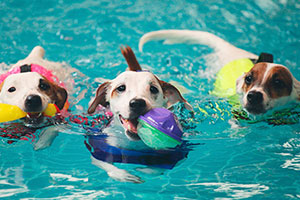 ¿Cómo prevenir accidentes en la piscina cuando se tienen mascotas?