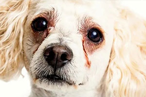 Trucos para eliminar manchas de lagrimas en perros