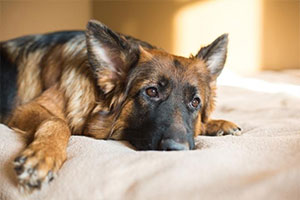 Qué hacer si el perro está deprimido