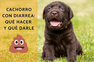 Diarrea en cachorros: causas y qué hacer