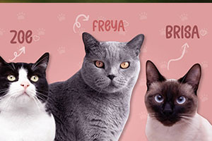 ▷▷▷ Nombres cortos, originales, famosos, etc para GATOS y GATAS